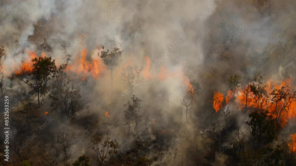 custom made wallpaper toronto digitalFire in nature and burning of trees and reeds and escape of animals