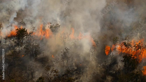 Fire in nature and burning of trees and reeds and escape of animals