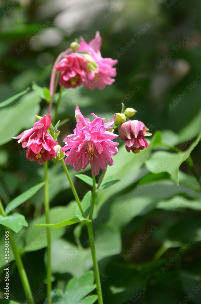 Pink Columbine flowers blooming in spring garden . Closeup photo outdoors. Gardening concept. Free copy space Pink Columbine flowers blooming in spring garden . Closeup photo outdoors. Gardening concept. Free copy space