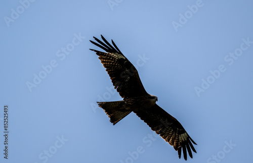 black kite in flight in search of food on a sunny day in the south of Altai in the Kosh Agach region © константин константи