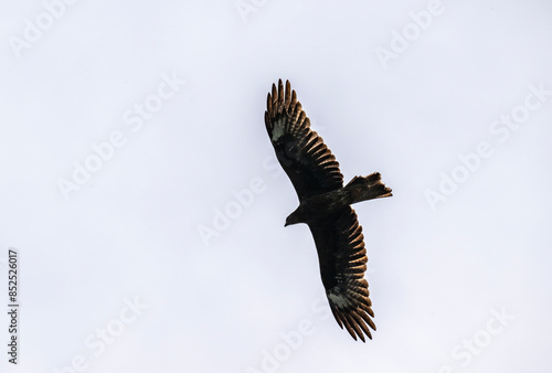 black kite in flight in search of food on a sunny day in the south of Altai in the Kosh Agach region photo