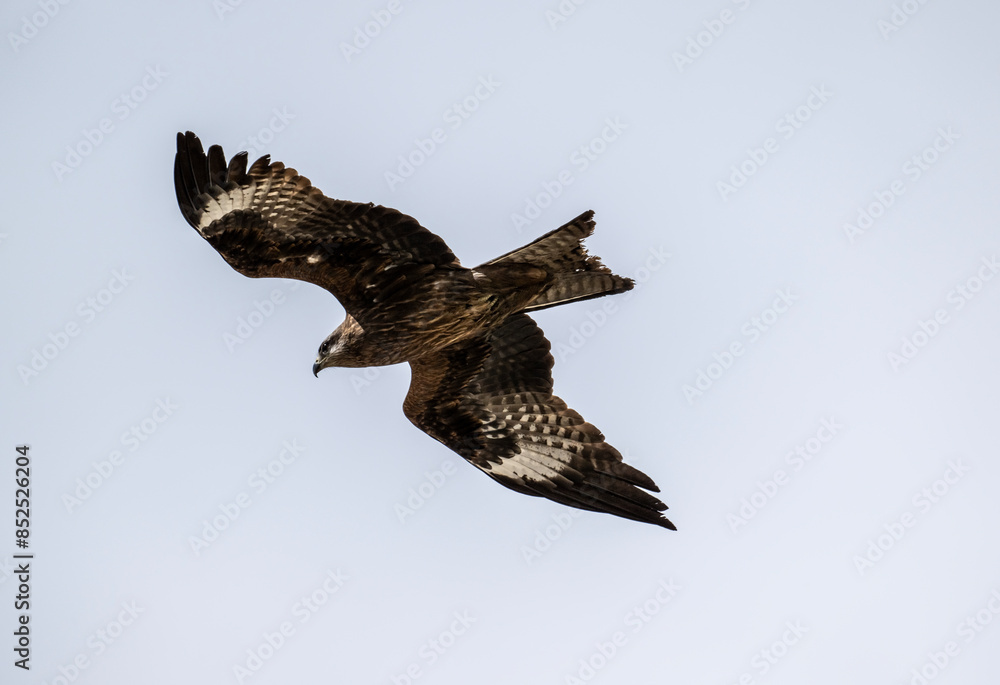 Fototapeta premium black kite in flight in search of food on a sunny day in the south of Altai in the Kosh Agach region
