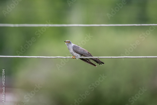 a cuckoo sits with a caught worm on a sunny summer day on Lake Teletskoye in Altai