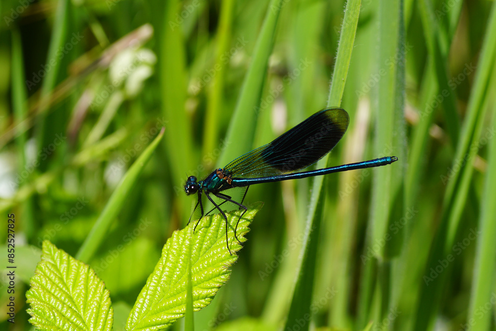 Male banded demoiselle (Calopteryx splendens) on a leaf of a blackberry bush. A damselfly of the family Calopterygidae. Summer, June, France Male banded demoiselle (Calopteryx splendens) on a leaf of a blackberry bush. A damselfly of the family Calopterygidae. Summer, June, France