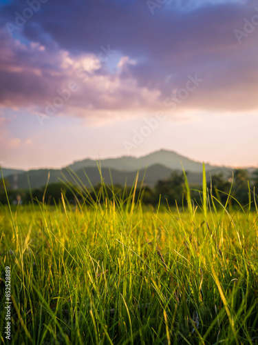 Green fields in the countryside