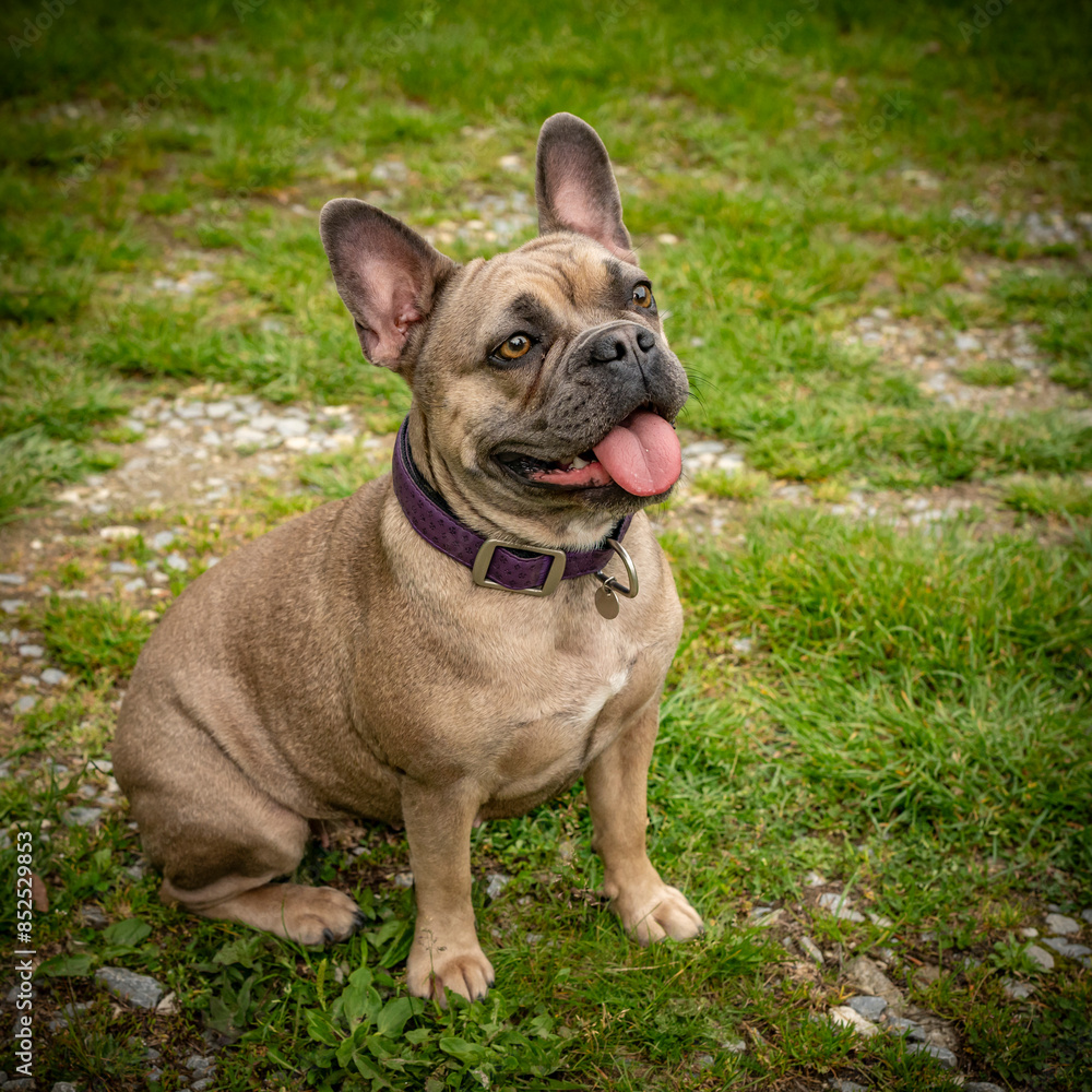 happy young and playful French bulldog female dog in nature happy young and playful French bulldog female dog in nature