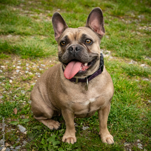 happy young and playful French bulldog female dog in nature