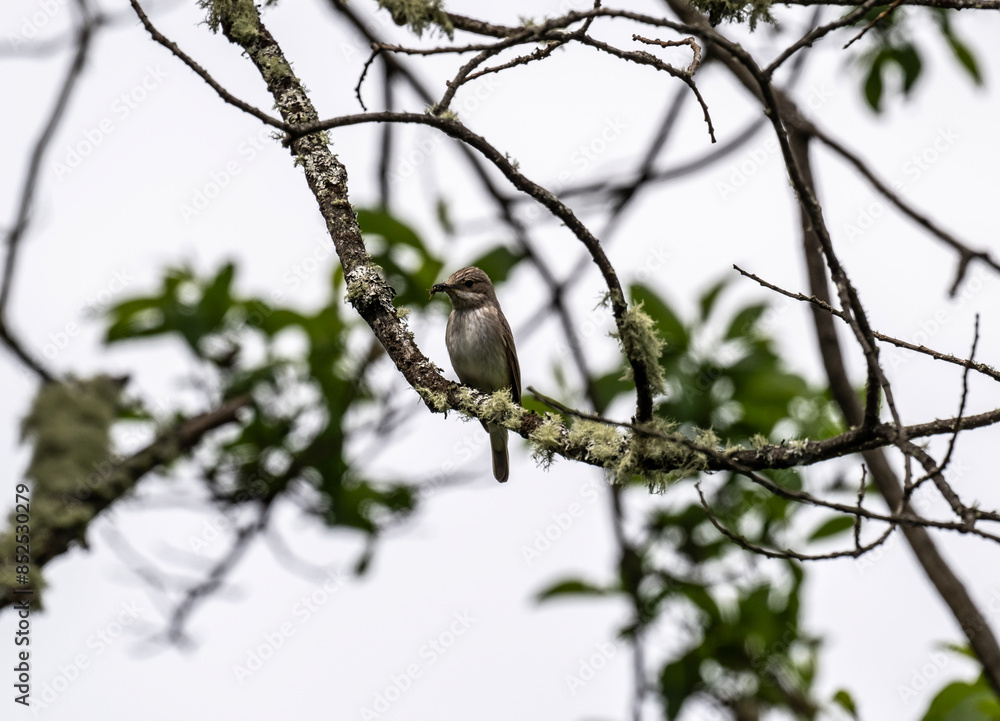 a beautiful bird sits on a branch looking for food on a sunny day in the south of Altai in the Kosh Agach region a beautiful bird sits on a branch looking for food on a sunny day in the south of Altai in the Kosh Agach region