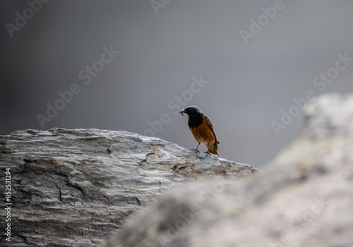 common redstart in search of food on a sunny day in the south of Altai in the Kosh Agach region photo