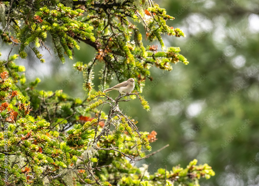 A warbler sits on a tree branch on a sunny summer day on Lake Teletskoye in Altai A warbler sits on a tree branch on a sunny summer day on Lake Teletskoye in Altai