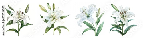 Intricately illustrated white lilies on a vibrant background symbolizing purity, Easter celebrations, and sympathy or condolence arrangements photo