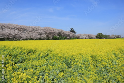 権現堂堤　桜と菜の花　埼玉県幸手市