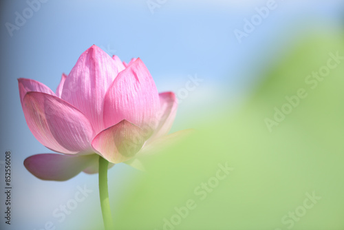 日本の初夏を告げる蓮の花