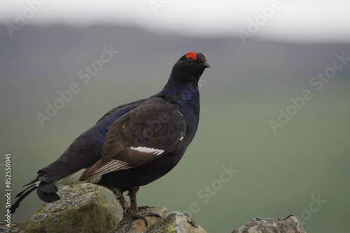 A Male Black Grouse