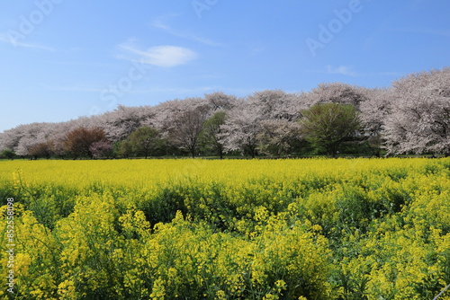 権現堂堤　桜と菜の花　埼玉県幸手市