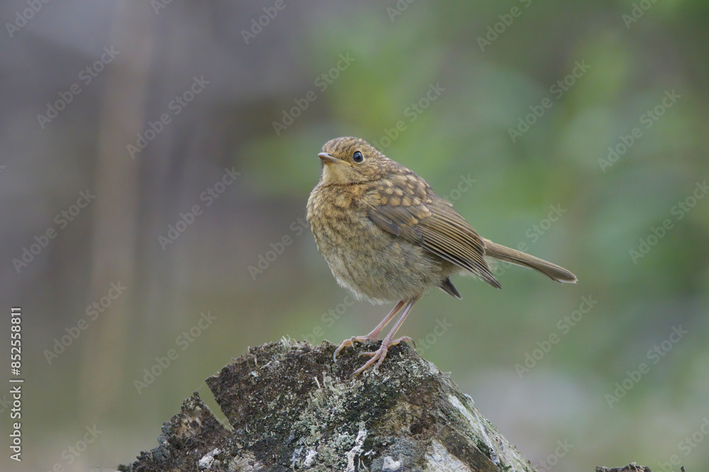 Fototapeta premium Juvenile Robin