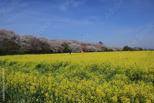 権現堂堤　桜と菜の花　埼玉県幸手市