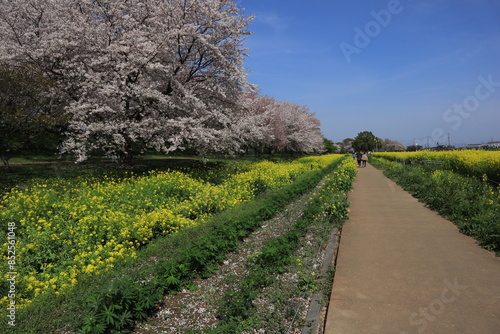 権現堂堤　桜と菜の花　埼玉県幸手市