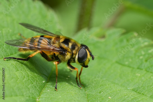 Closeup on a European Deadhead hoverfly, Myathropa florea on a green leaf in the garden