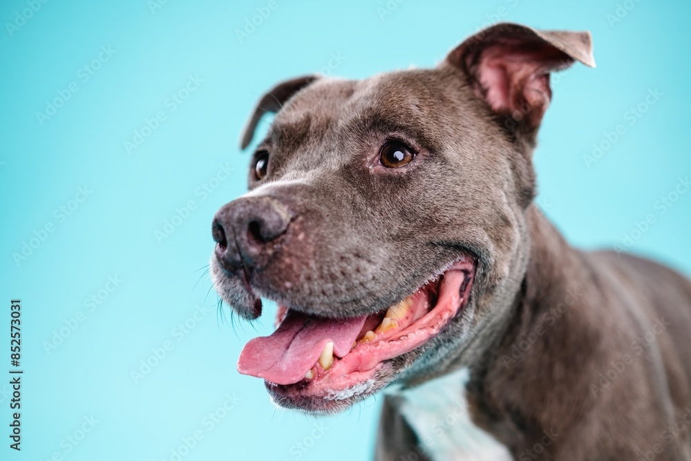 Adorable American Pitbull dog looking away Adorable American Pitbull dog looking away
