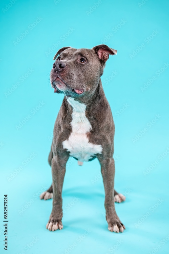 Cute American Pitbull dog looking attentive on blue background Cute American Pitbull dog looking attentive on blue background