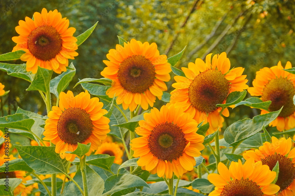 Field of sunflowers with the bright sunlight. Sunflower photos on the rear. Sunflowers are the flowers like sunny Field of sunflowers with the bright sunlight. Sunflower photos on the rear. Sunflowers are the flowers like sunny