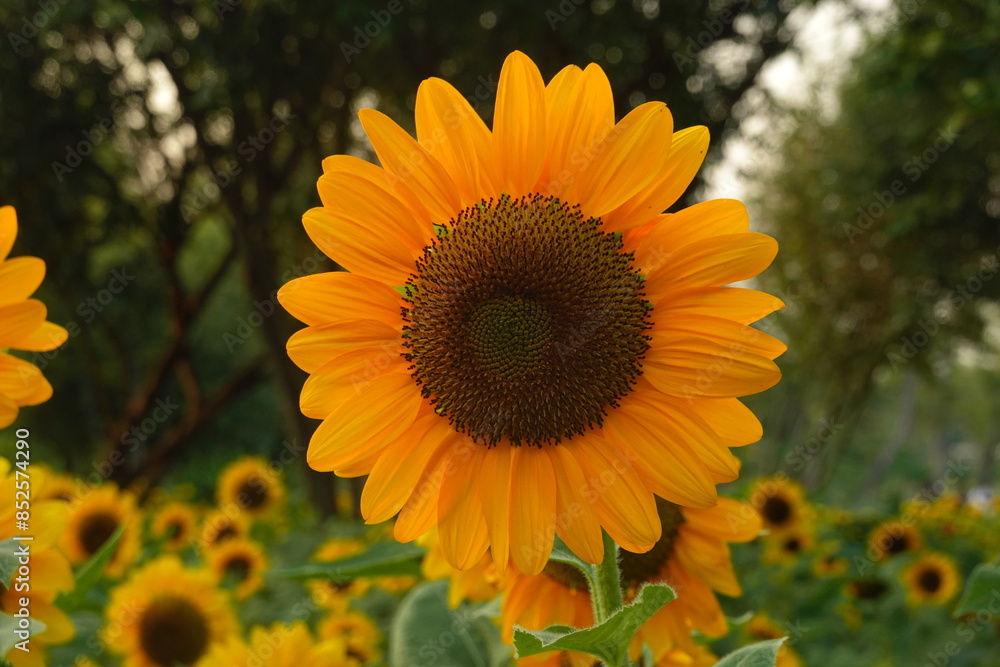 Obraz premium Field of sunflowers with the bright sunlight. Sunflower photos on the rear. Sunflowers are the flowers like sunny
