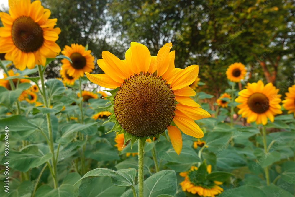 Fototapeta premium Field of sunflowers with the bright sunlight. Sunflower photos on the rear. Sunflowers are the flowers like sunny