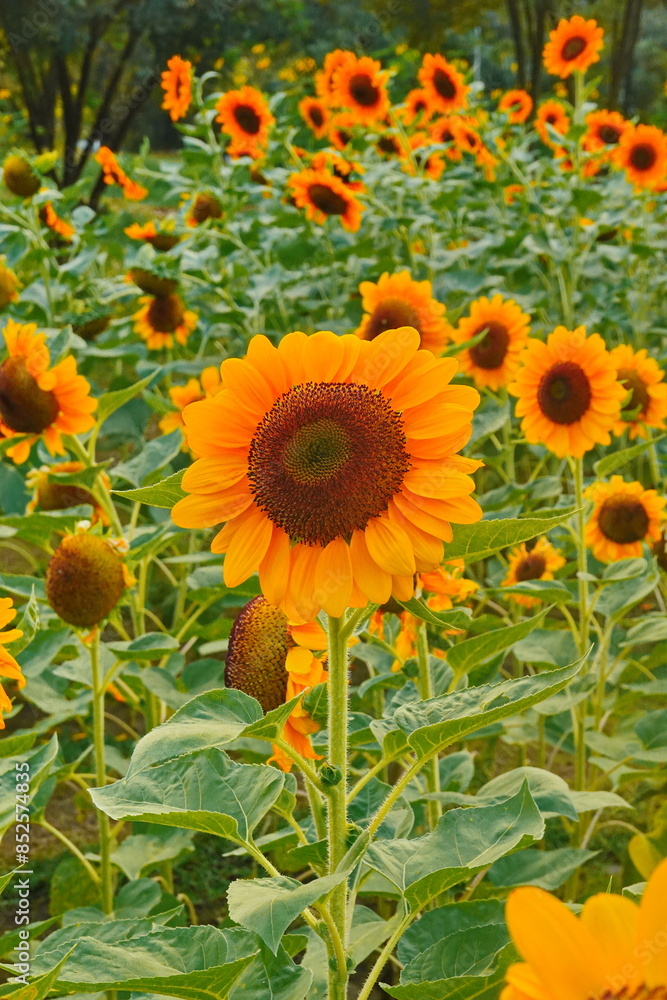 Fototapeta premium Field of sunflowers with the bright sunlight. Sunflower photos on the rear. Sunflowers are the flowers like sunny