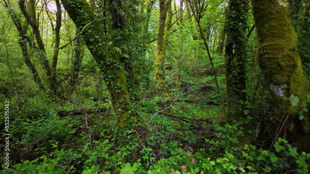 Chestnut forest in spring around the Church of San Salvador de Sotomerille in Castroverde in the Lugo region. Santiago's road. Province of Lugo. Galicia. Spain. Europe Chestnut forest in spring around the Church of San Salvador de Sotomerille in Castroverde in the Lugo region. Santiago's road. Province of Lugo. Galicia. Spain. Europe