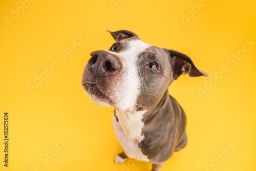 Adorable Pitbull Blue dog sitting on yellow background