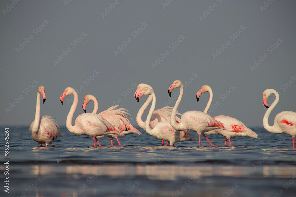 Naklejka premium Wild african birds. Group birds of pink african flamingos walking around the blue lagoon on a sunny day