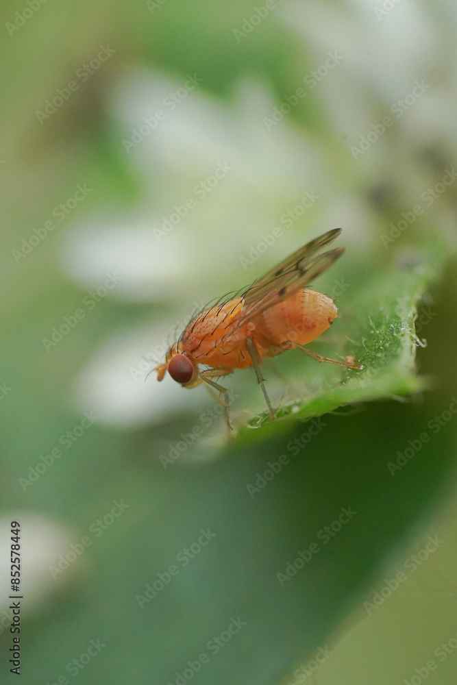 Fruit flies belong to the family Tephritidae and Drosophilidae, and they are known for their association with fruits and vegetables. Fruit flies belong to the family Tephritidae and Drosophilidae, and they are known for their association with fruits and vegetables.