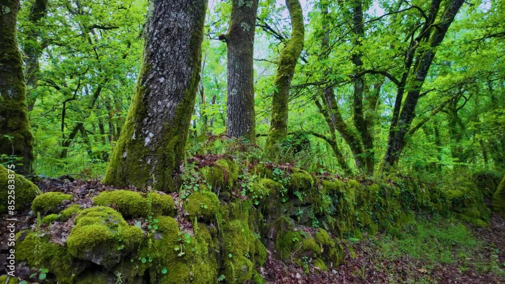 Chestnut forest in spring around the Church of San Salvador de Sotomerille in Castroverde in the Lugo region. Santiago's road. Province of Lugo. Galicia. Spain. Europe Chestnut forest in spring around the Church of San Salvador de Sotomerille in Castroverde in the Lugo region. Santiago's road. Province of Lugo. Galicia. Spain. Europe