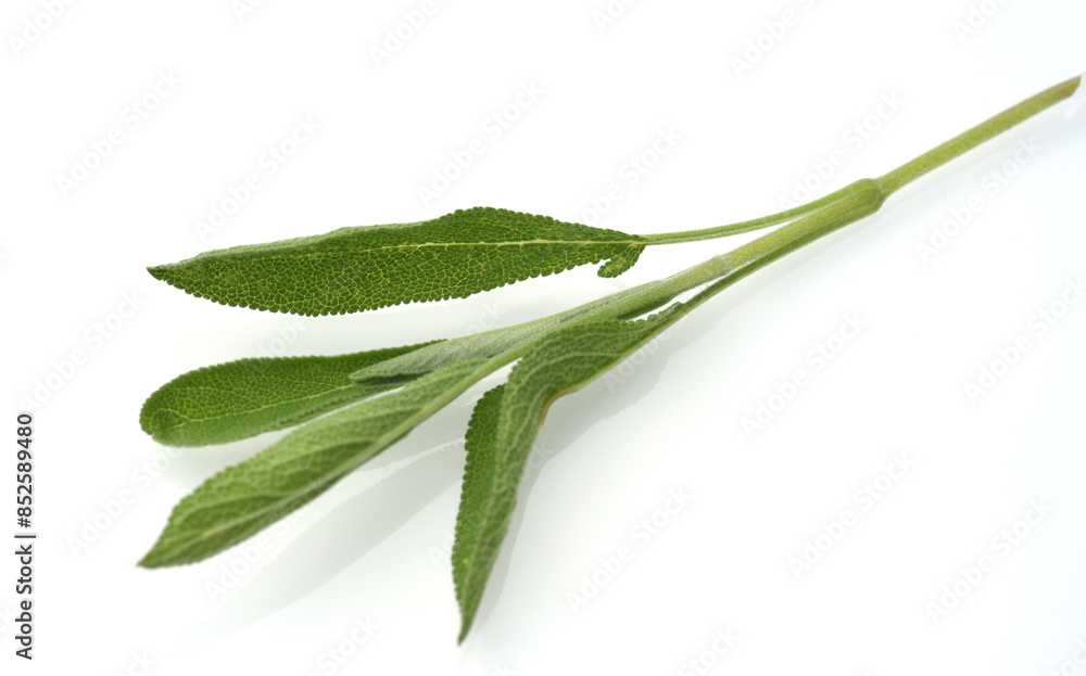 Sage, Salvia officinalis Sage, Salvia officinalis