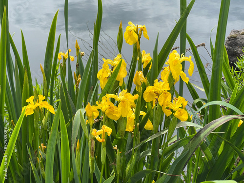 Iris pseudacorus
