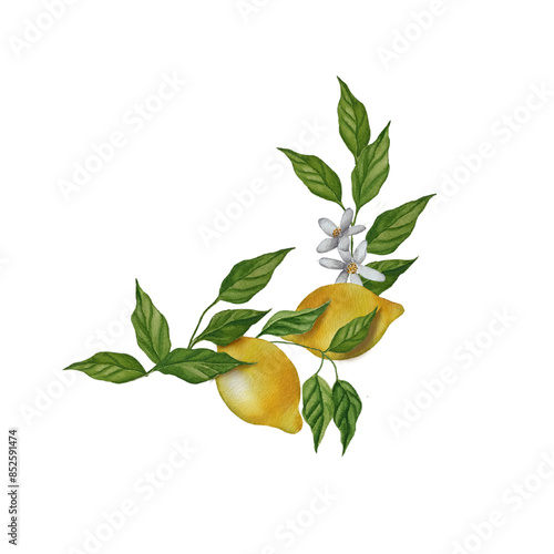 Watercolor corner of lemon branches with leaves and flowers. Blossom citrus botanical wreath. Fruit banner, border illustration.