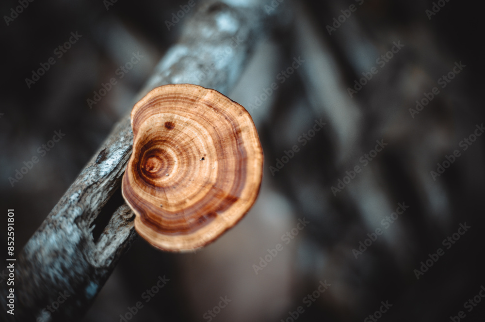 macro mushroom that live on wood stems, close up macro mushroom that live on wood stems, close up