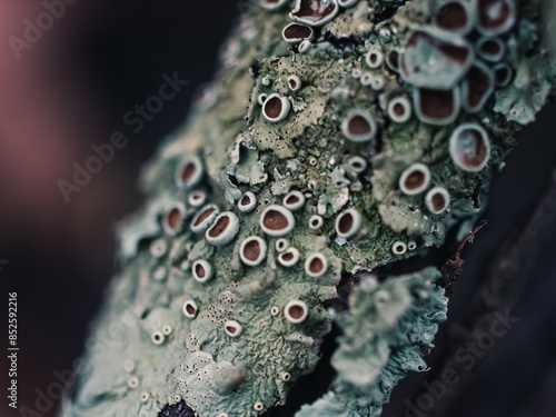 Tableau sur toile Close up of lichen
