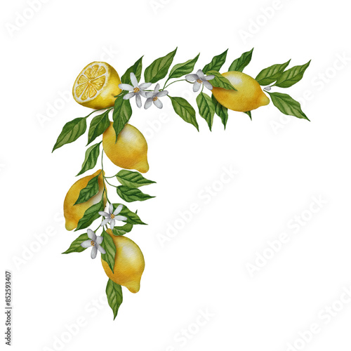 Watercolor square corner of lemon branches with leaves and flowers. Blossom citrus botanical wreath. Fruit banner, border illustration.