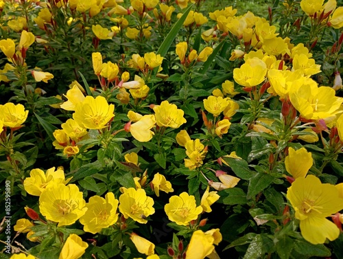 Oenothera tetragona is a species of flowering plant in the Onagraceae family. Texture of yellow flowers of Onotera yellow. Natural backgrounds and textures with garden bush flowers. photo