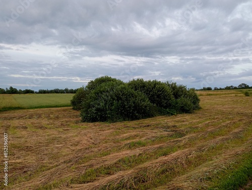 Bushes in the middle of the field around which the grass is mowed in swaths. Thick bushes form an island in the middle of a grass field in summer under a clear blue sky. photo