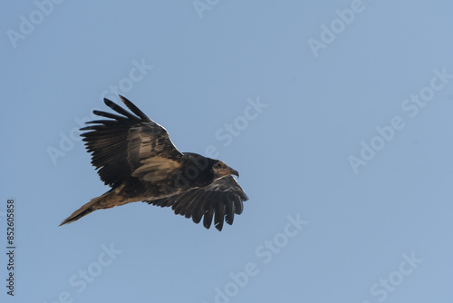 Juvenile Egyptian vulture in flight photo