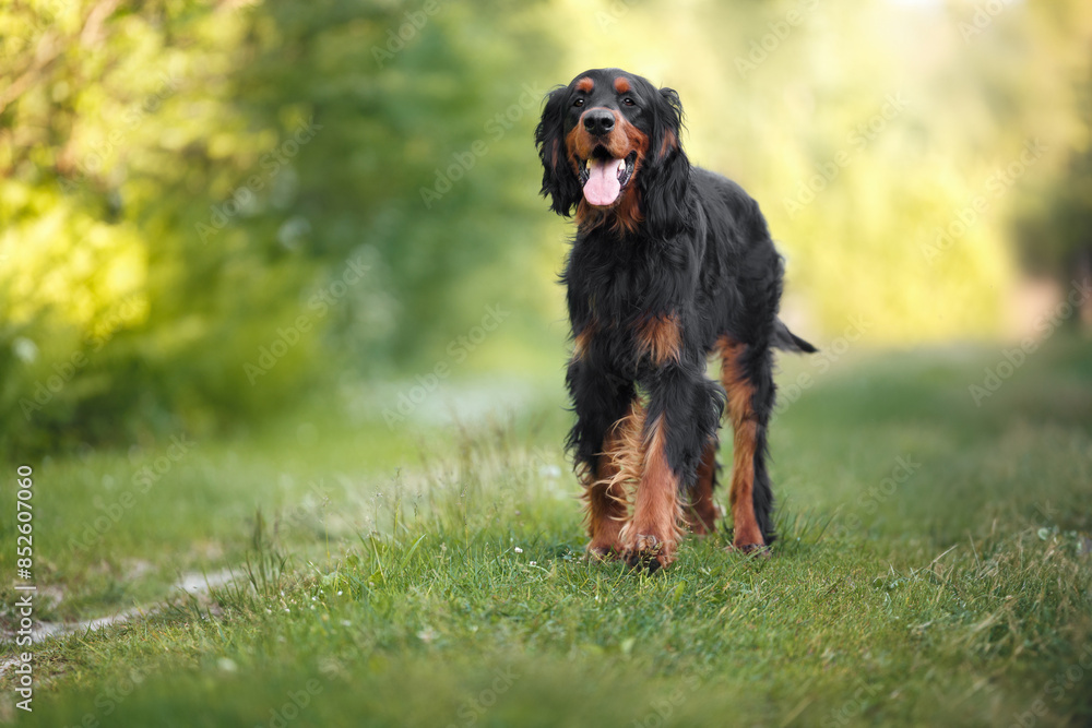 happy gordon setter dog walking outdoors in summer happy gordon setter dog walking outdoors in summer