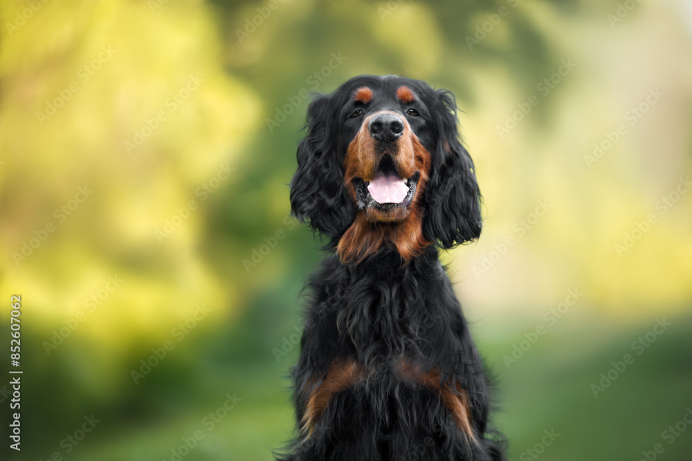 happy smiling gordon setter dog portrait close up outdoors in summer