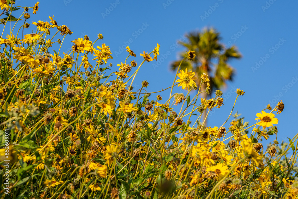 Obraz premium Encelia californica，flowering plant in the family Asteraceae，California brittlebush，California coast sunflower and California bush sunflower. Palisades Park, Santa Monica, Los Angeles, California