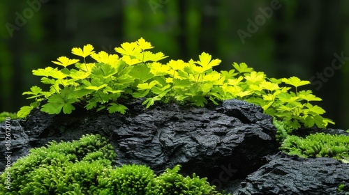 Vibrant green plants growing on dark rocks with moss in a lush forest setting