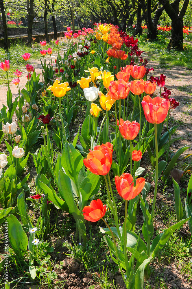 Obraz premium flowerbed with colorful tulips in spring in the garden without people