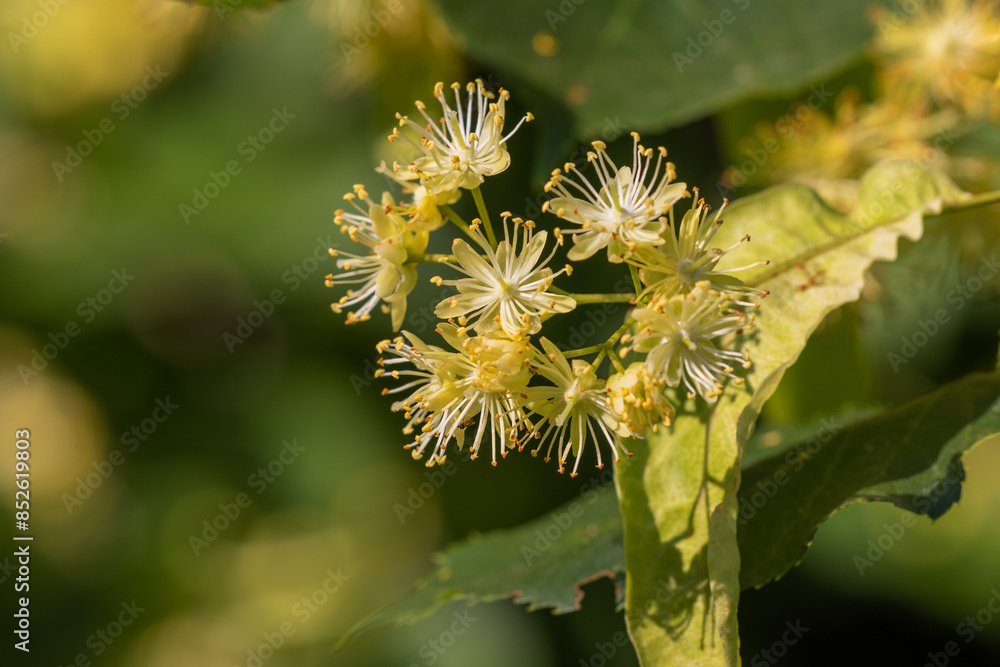 Flowers of Tilia cordata, the small-leaved lime or small-leaved linden Flowers of Tilia cordata, the small-leaved lime or small-leaved linden