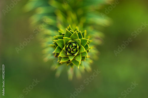 The top of a branch of the Araucaria Araucana, the Chilean national tree